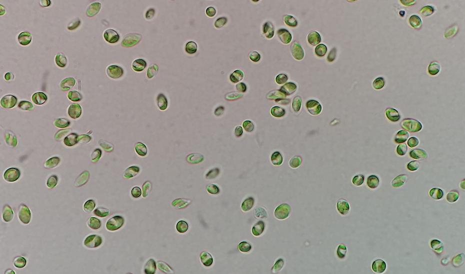 La microalga 'Coccomyxa onubensis', vista a través del microscopio.